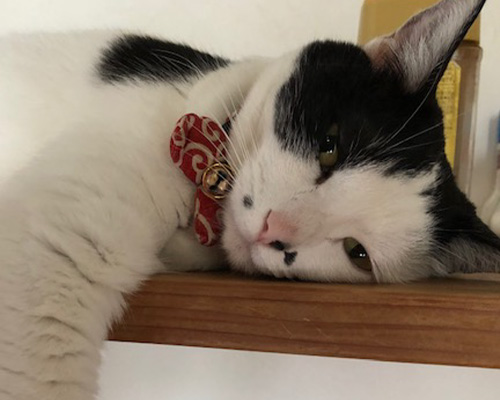 保護猫（野良出身）